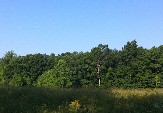 Field at sunrise, Big South Fork - 41